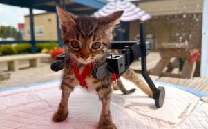 Conoce la historia de Gelato, el gatito con discapacidad que aprendió a caminar gracias a carritos de juguete