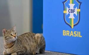 ¿La maldición del gato? Teoría viral que acecha a Brasil tras su eliminación en el Mundial 2026