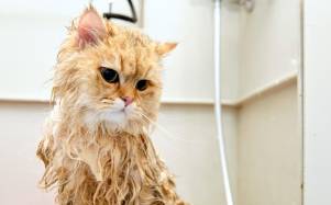 ¿Cada cuánto tiempo se debe bañar a un gato? Mitos y realidades sobre la higiene felina