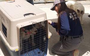 Retiran a dos perros tras reportarse un ataque entre caninos en San Antonio de Pichincha