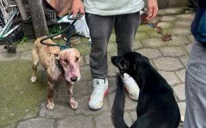 Quito: multa de USD 5.000 por caso de maltrato que terminó con la muerte de un perro