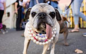 Jinny Lu, una pug rescatada del comercio de carne, es coronada como el 'Perro más feo del mundo' 2026