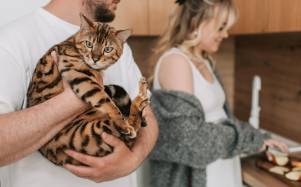 ¿Cómo cargar a tu gato sin lastimarlo? Lo que debes evitar según expertos