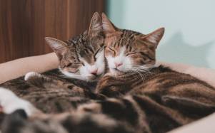 Jornada de adopción felina en Guayaquil: buscan hogar para gatos rescatados