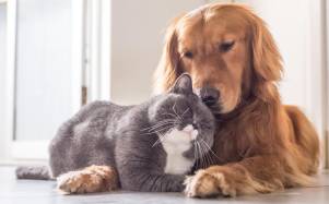 ¿Perros y gatos bajo el mismo techo? Así debe realizarse la presentación según expertos