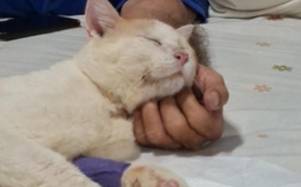 Panchito un gato de Guayaquil que le dieron pocas probabilidades de vida, pero decidió no rendirse