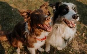 Imagen referencial de dos perros escuchando a su tutor.