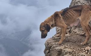 La perrita que fue rescatada a 4.600 metros de altura en el Rucu Pichincha.