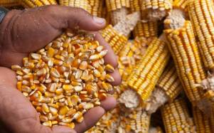 En un año normal, en Ecuador se cosecha alrededor de 250.000 toneladas métricas de maíz, entre septiembre y noviembre.