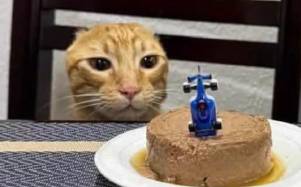 La historia de Carlos, el gato que venció al cáncer y celebró su recuperación