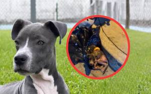 Rescatado de la basura a una nueva vida: la increíble transformación de Rómulo