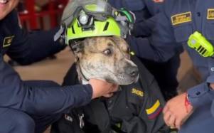 Bruno, el perro que pasó de una alcantarilla a ser miembro del Cuerpo de Bomberos en Bogotá