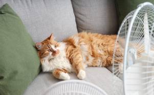 Expertos advierten sobre el aumento de afecciones dermatológicas en gatos por cambios climáticos