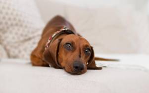 ¿Cómo saber si tu perro está estresado? nueve señales para identificar si pide distancia