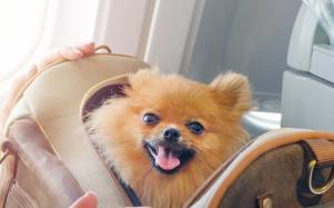 ¿Viajas al extranjero con tu mascota? Estos son los pasos y requisitos clave de Agrocalidad para salir de Ecuador