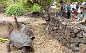 Turistas apreciando a las tortugas gigantes de Galápagos.