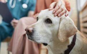 Ansiedad canina: ¿Cómo ayudar a tu perro a recuperar la calma?