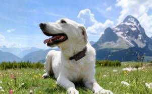 Así funcionan los collares con GPS e inteligencia artificial para perros