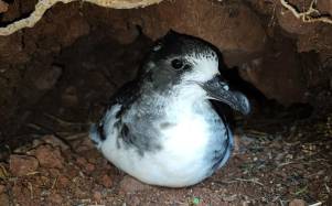 Fotografía de la ave Petrel de Galápagos, en una cueva del archipiélago.