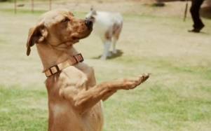 Milagros, la perrita rescatada por la Policía Nacional.