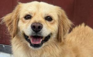 Messi tendrá su final feliz: perrito que era usado para peleas clandestinas será adoptado