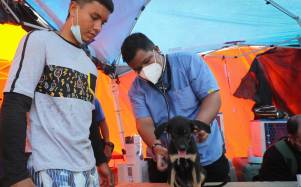 Venezuela: brigadas veterinarias atienden en carpas a mascotas por el colapso de albergues