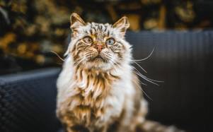 ¿Tu gato está envejeciendo? 10 señales clave que te ayudarán a detectarlo