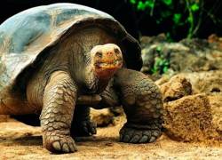 Foto referencial de una tortuga gigante