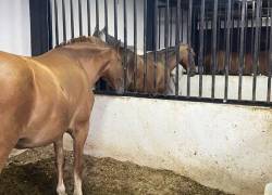 En una de las pesebreras se encontraron al menos ocho caballos. Foto: Ecuavisa