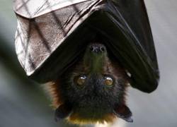 Tras análisis de las diversas muestras recogidas, y gracias a datos coincidentes, sospechamos que algunos murciélagos insectívoros podrían albergar el virus.