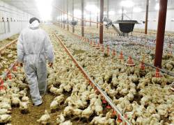 Declaran emergencia en Ecuador por brote de influenza aviar: 180 mil aves serán sacrificadas
