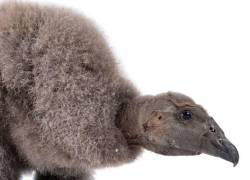 Elige el nombre de la pichona de cóndor andino que nació en Cuenca: así puedes votar