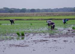 Los agricultores tienen varios desafíos que afrontar durante la temporada invernal, en especial, para evitar las plagas en los cultivos.