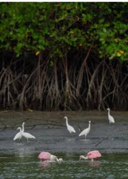 Entorno de manglar de las costas ecuatorianas con aves descansando.