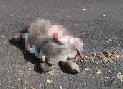 Una tortuga gigante de Galápagos fue atropellada en la isla Santa Cruz.