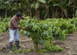 Más 24.000 hectáreas se están trabajando con enfoque de sostenibilidad dentro de Plan Cacao.