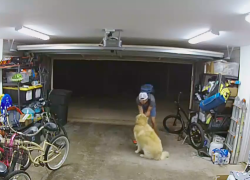 Ladrón de bicicletas cae rendido ante los encantos de un perro golden retriever