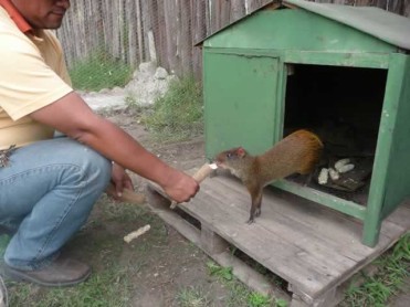 Cierre del Centro de Rescate Animal Guayabillas