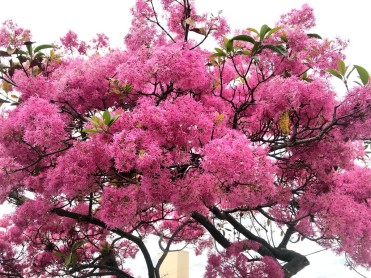 Los arupos florecen y Quito se llena de color