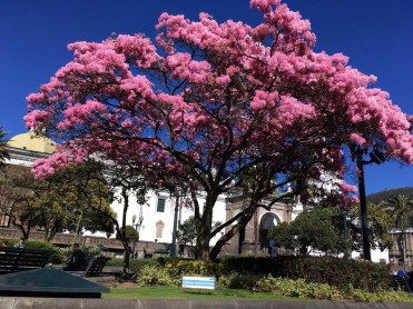 Los arupos florecen y Quito se llena de color