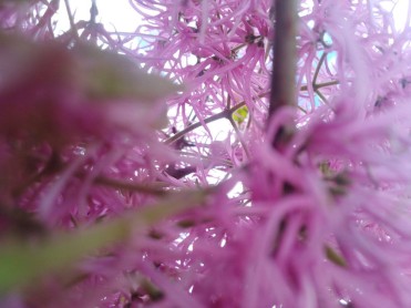 Los arupos florecen y Quito se llena de color