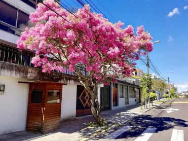Los arupos florecen y Quito se llena de color