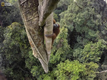 Las mejores fotos de animales del 2016, según National Geographic