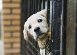 ¡Adoptando un amigo!