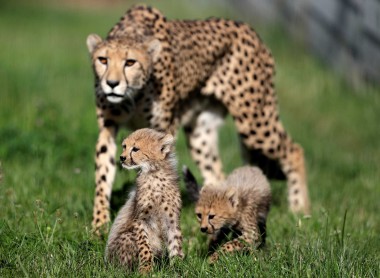 Nacen cachorros de guepardo en el Zoológico de Praga