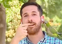 Un ave protagonizó un insólito crimen en Chile.