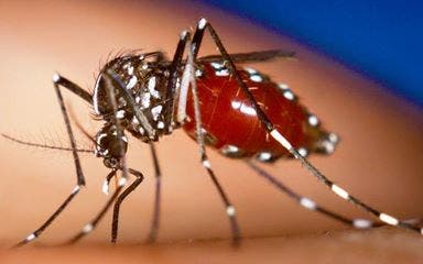 Vacuna experimental contra el dengue reduce en 95,5% los casos graves