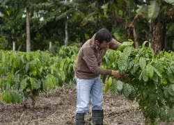 Un agricultor examina sus plantaciones de cacao.
