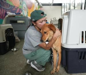 Más de 160 animales rescatados tras el terremoto en Cali reciben atención veterinaria y acompañamiento emocional