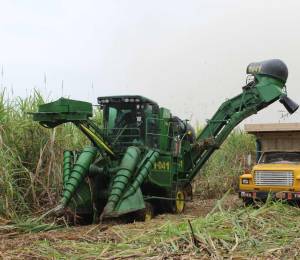 En Ecuador existen aproximadamente 110.000 hectáreas dedicadas al cultivo de caña de azúcar.